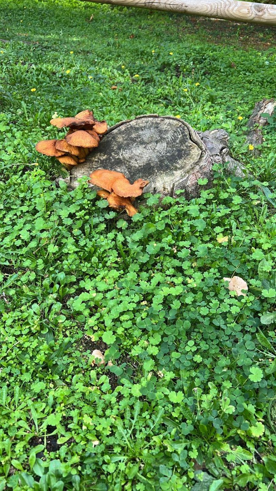 Ca L'Herbolari Viladrau Buitenkant foto